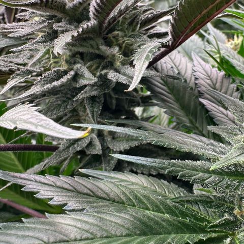 CxLAZ #03 C #1 58.58g growlog timeline photo