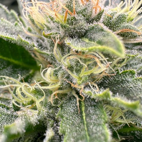 Fuel D.OG #1 Female 47.36g growlog timeline photo