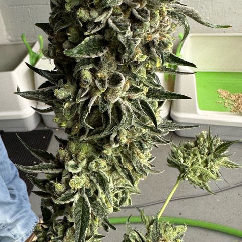 Misc x (LA Kush x Zkittles) #08 growlog photo: Harvest day