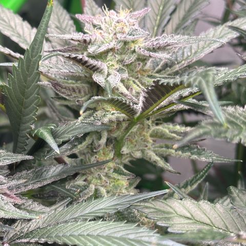 MiscxLAZ #22 C 42.33g growlog timeline photo