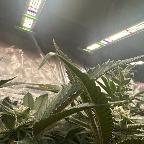 MiscxLAZ #27 C 39g growlog photo: Leaf tips curling up and down 