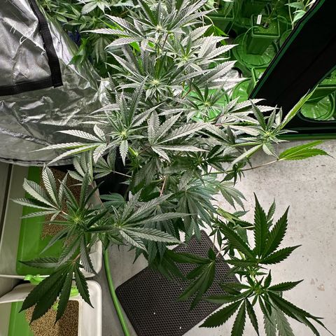 MiscxLAZ #29 C growlog timeline photo