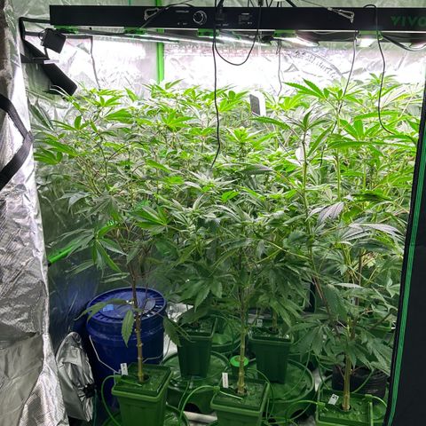 Fuel D.OG #1 Female 47.36g growlog timeline photo