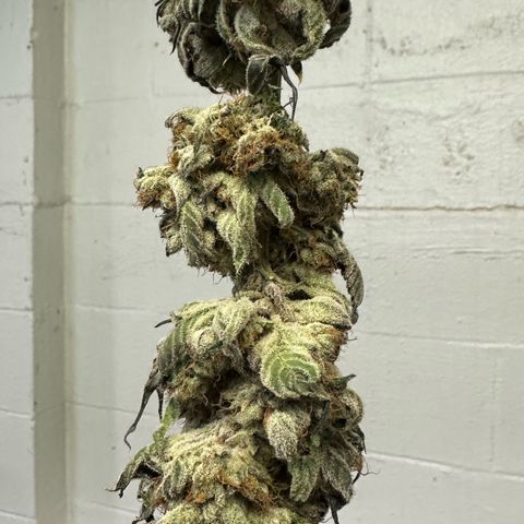 CxLAZ #31 58.75g growlog photo: Moved to plastic bag
