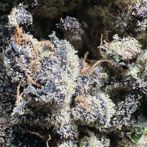 Misc x (LA Kush x Zkittles) #22 34.14g growlog timeline photo