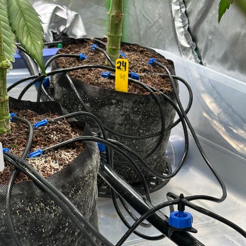 CxLAZ #24 37.13g growlog timeline photo