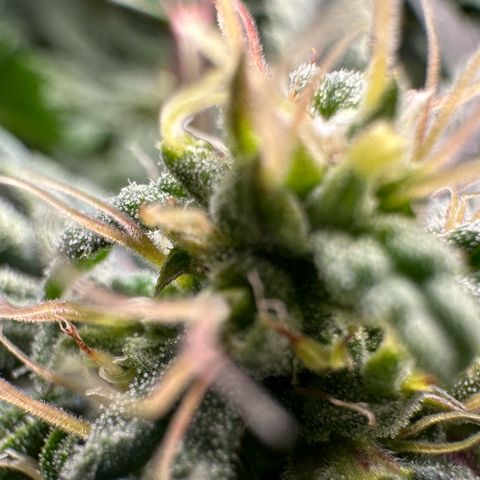 Fuel D.OG #2 Female 49.44g M growlog timeline photo