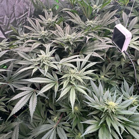 Fuel D.OG #1 Female 47.36g growlog timeline photo