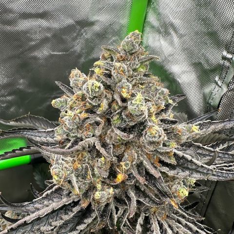 CxLAZ #16 50.72g growlog timeline photo