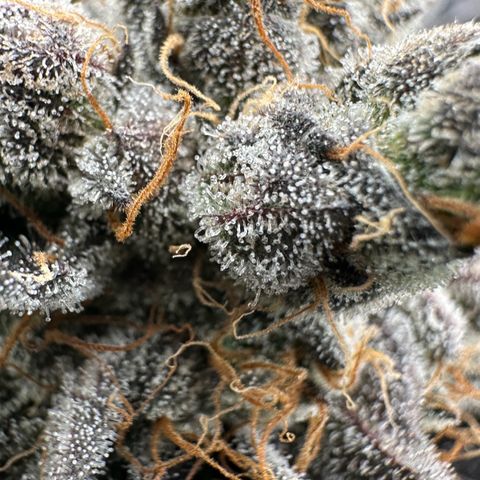 CxLAZ #11 50.28g growlog timeline photo