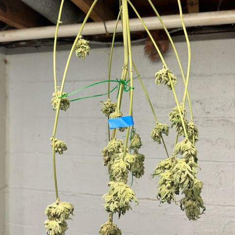 CxLAZ #06 growlog photo: Moved to plastic bag