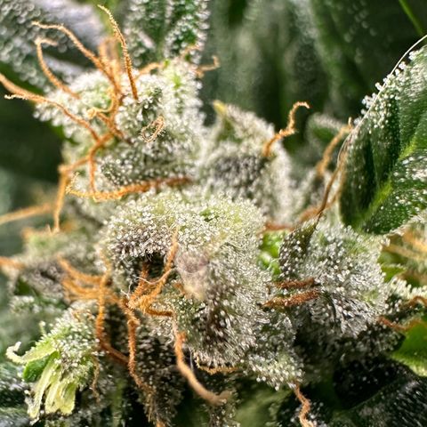 Auto Think Different  #3 growlog timeline photo