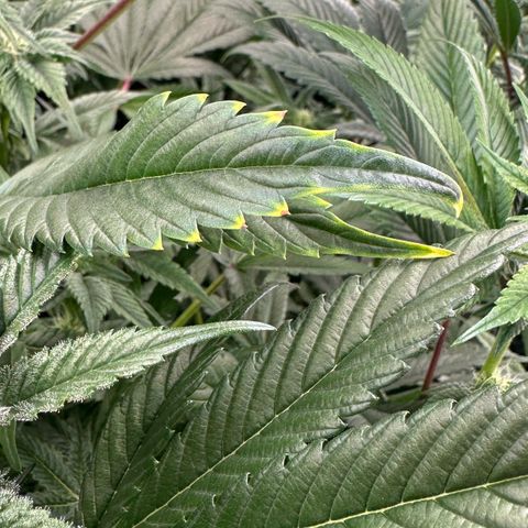 MiscxLAZ #37 C growlog photo: Possible nute burn