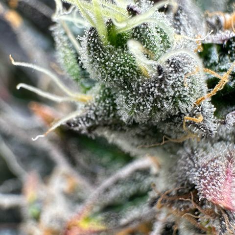 CxLAZ #31 58.75g growlog timeline photo