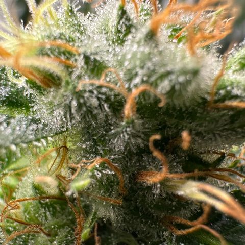 Fuel D.OG #1 Female 47.36g growlog timeline photo