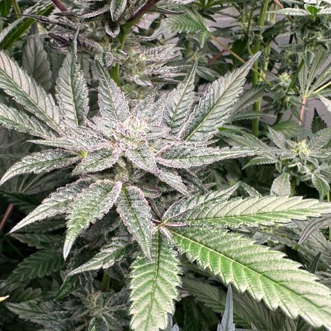 MiscxLAZ #22 C 42.33g growlog timeline photo