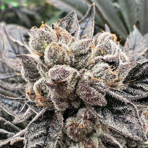 CxLAZ #16 50.72g growlog timeline photo