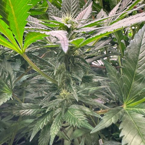 Fuel D.OG #1 Female 47.36g growlog timeline photo