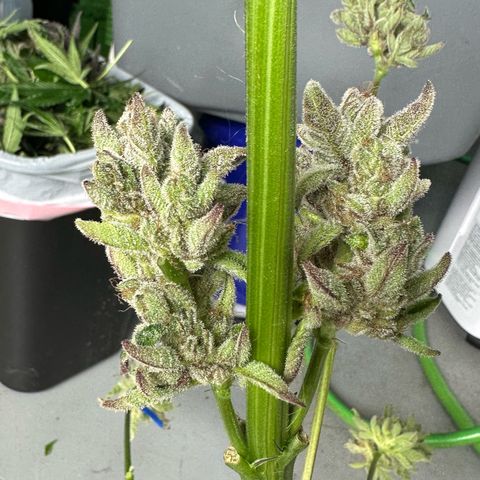 Misc x (LA Kush x Zkittles) #34 15.68g growlog timeline photo