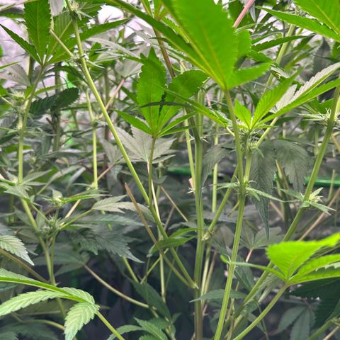 CxLAZ #20 C1 25g growlog timeline photo