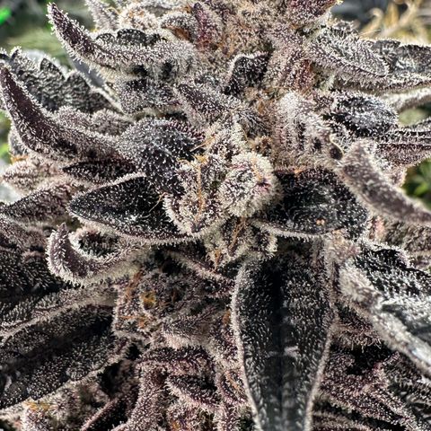 Misc x (LA Kush x Zkittles) #22 34.14g growlog timeline photo