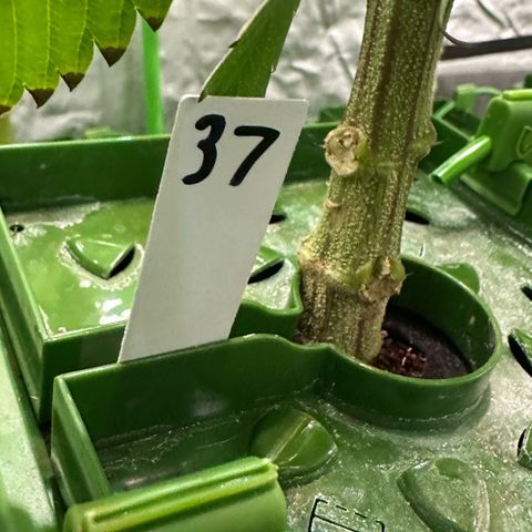 MiscxLAZ #37 C growlog photo: Possible nute burn