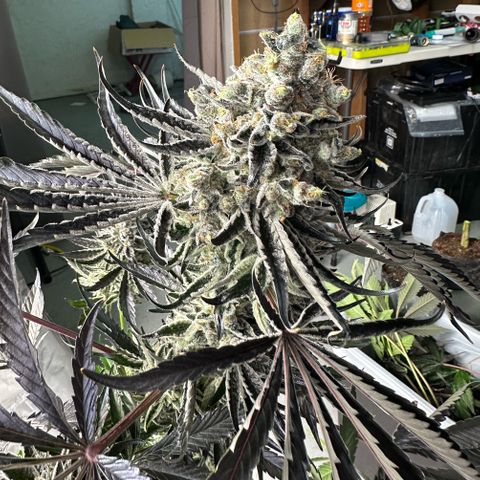 CxLAZ #24 37.13g growlog photo: Harvest day
