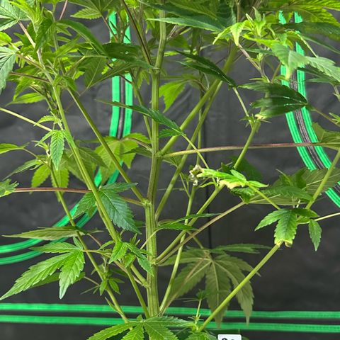 CxLAZ #20 C1 25g growlog timeline photo