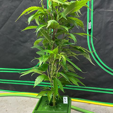 MiscxLAZ 5-4 34.63g growlog photo: Transplanted into 1 gal 