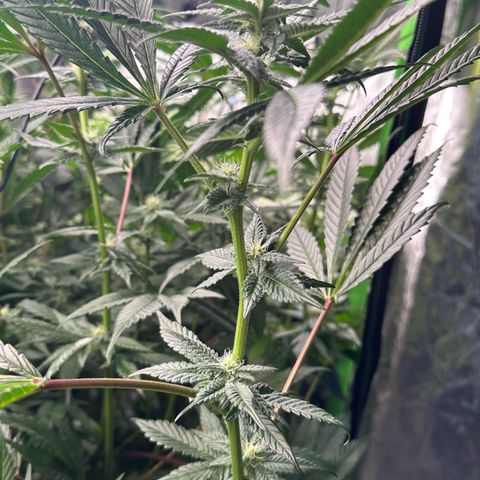 MiscxLAZ #29 C growlog timeline photo