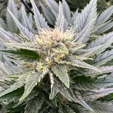 Fuel D.OG #1 Female 47.36g growlog timeline photo