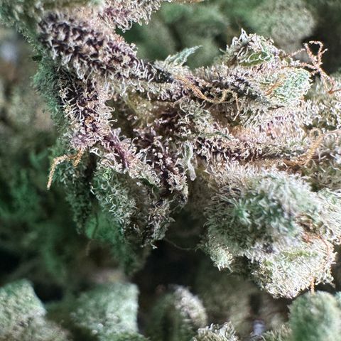 Misc x (LA Kush x Zkittles) #28 13.53g growlog timeline photo