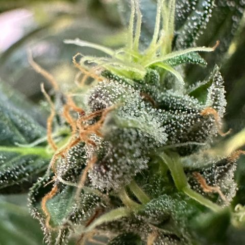Auto Think Different  #3 growlog timeline photo