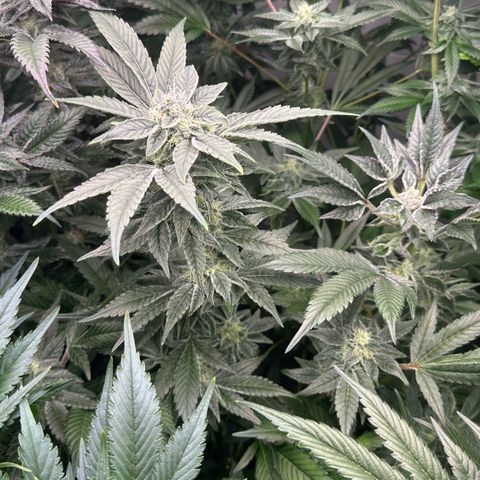 CxLAZ #20 C1 25g growlog timeline photo