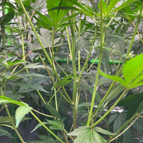 CxLAZ #20 C1 25g growlog timeline photo