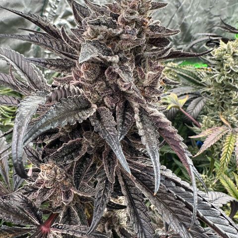 Misc x (LA Kush x Zkittles) #22 34.14g growlog timeline photo