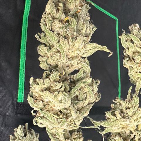 CxLAZ #15 52g growlog photo: Moved to plastic bag