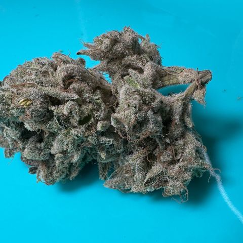 CxLAZ #15 52g growlog photo: Seeded bud