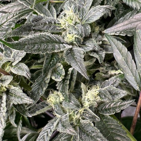MiscxLAZ #08 C #1 growlog timeline photo