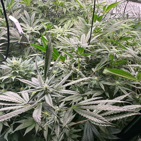 Fuel D.OG #1 Female 47.36g growlog timeline photo