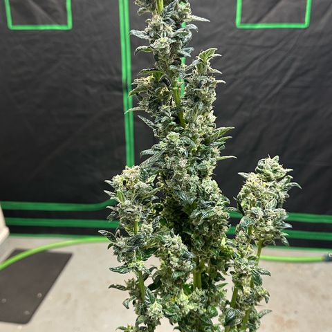 Auto Think Different  #3 growlog timeline photo