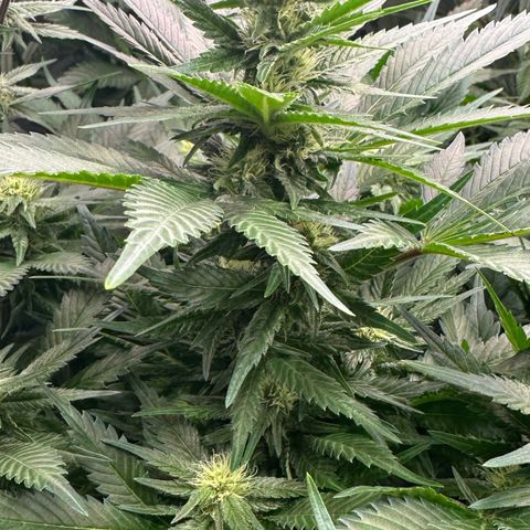 Fuel D.OG #1 Female 47.36g growlog timeline photo