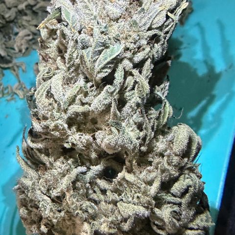 CxLAZ #15 52g growlog photo: Trimmed main cola