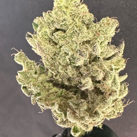 CxLAZ #24 37.13g growlog photo: Seeded bud