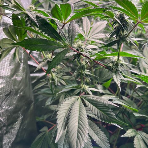 CxLAZ #03 C #1 58.58g growlog timeline photo