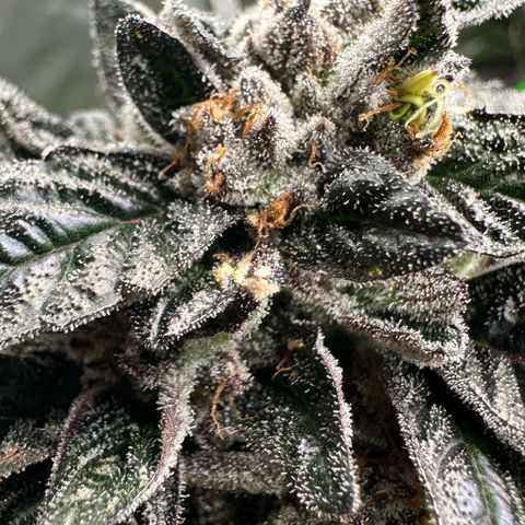 Misc x (LA Kush x Zkittles) #35 28.55g growlog timeline photo
