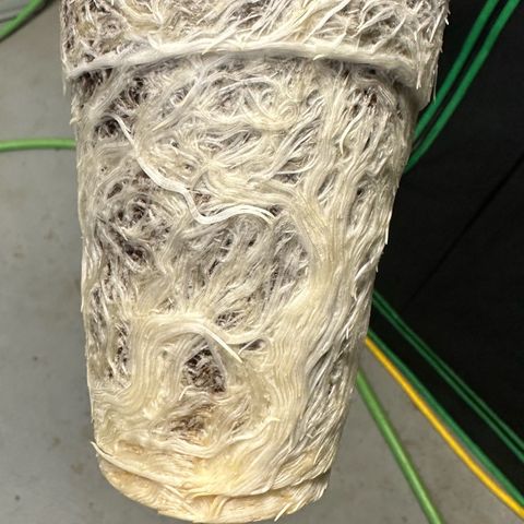 MiscxLAZ #26 C #1 47.15g growlog timeline photo