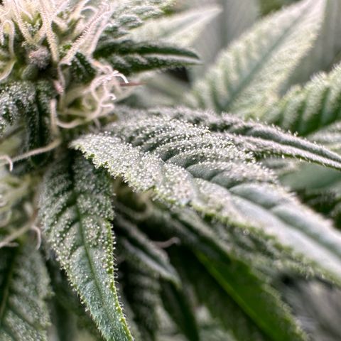 MiscxLAZ #26 C #1 47.15g growlog timeline photo