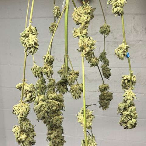 Misc x (LA Kush x Zkittles) #08 growlog photo: Moved to plastic bag