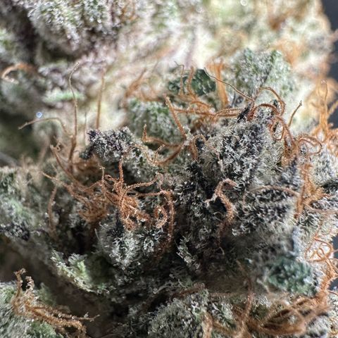 CxLAZ #31 58.75g growlog photo: Trimmed and moved to jar